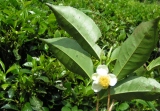 tea articles